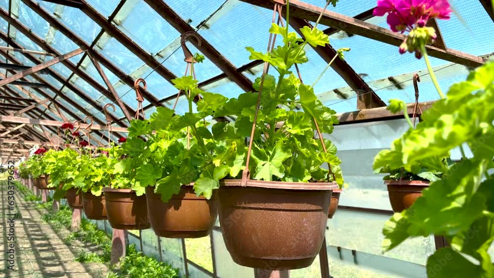 flowers in greenhouse for shop,store sale. home plants delivery.colorful petunia, surfinia, geranium in pots hanging in basket from bar with hook, watering process.sunny summer day 4k flowers in greenhouse for shop,store sale. home plants delivery.colorful petunia, surfinia, geranium in pots hanging in basket from bar with hook, watering process.sunny summer day 4k