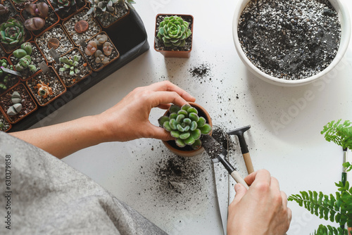 Woman hands planting green succulent in substrates with white pearlite granules. Home gardening, love of houseplants, freelance. Repotting or transplanting Echeveria