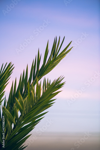 Palm leaves with dusk time in the sky to paint beautiful colors