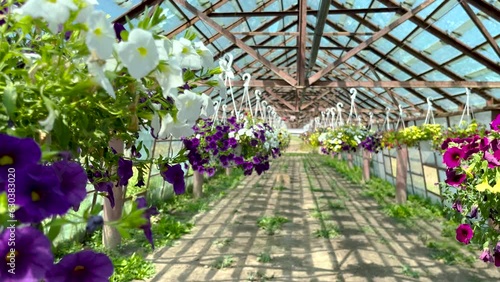 flowers in greenhouse for shop,store sale. home plants delivery.colorful petunia, surfinia, geranium in pots hanging in basket from bar with hook, watering process.sunny summer day 4k photo