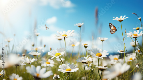 Chamomiles daisies macro in summer spring field on background blue sky with sunshine and a flying butterfly.