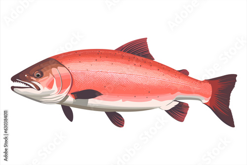 Alaskan salmon fish vector art still life painting flat illustration