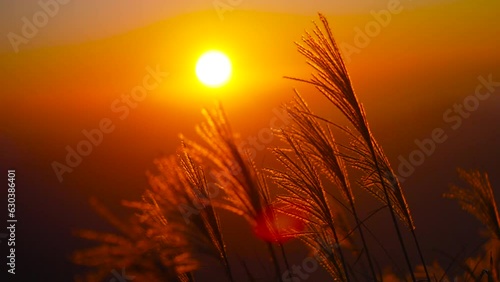夕暮れの山　夕日　登山　ススキ　秋