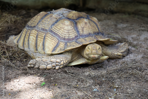 Sulcata tortoise in the garden at thailand