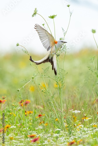Scissor-tailed flycatcher in wildflowers