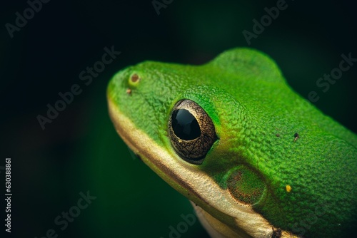 the green tree frog photographed at night in an outdoor setting