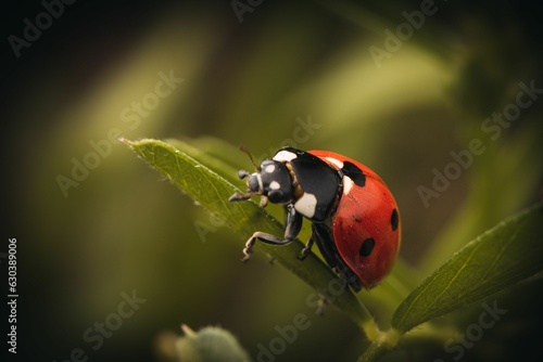 Selective focus a seven-spot ladybird on a green leaf