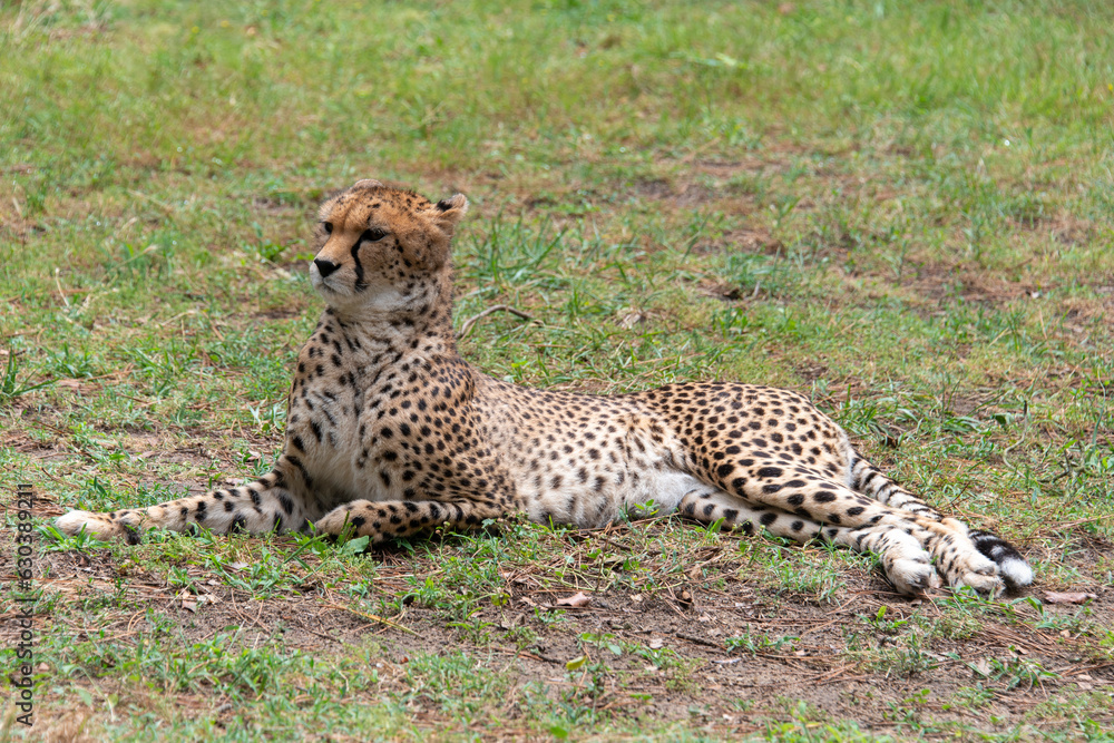 Guépard, Acinonyx jubatus soemmeringii, Afrique du Nord Est Guépard, Acinonyx jubatus soemmeringii, Afrique du Nord Est