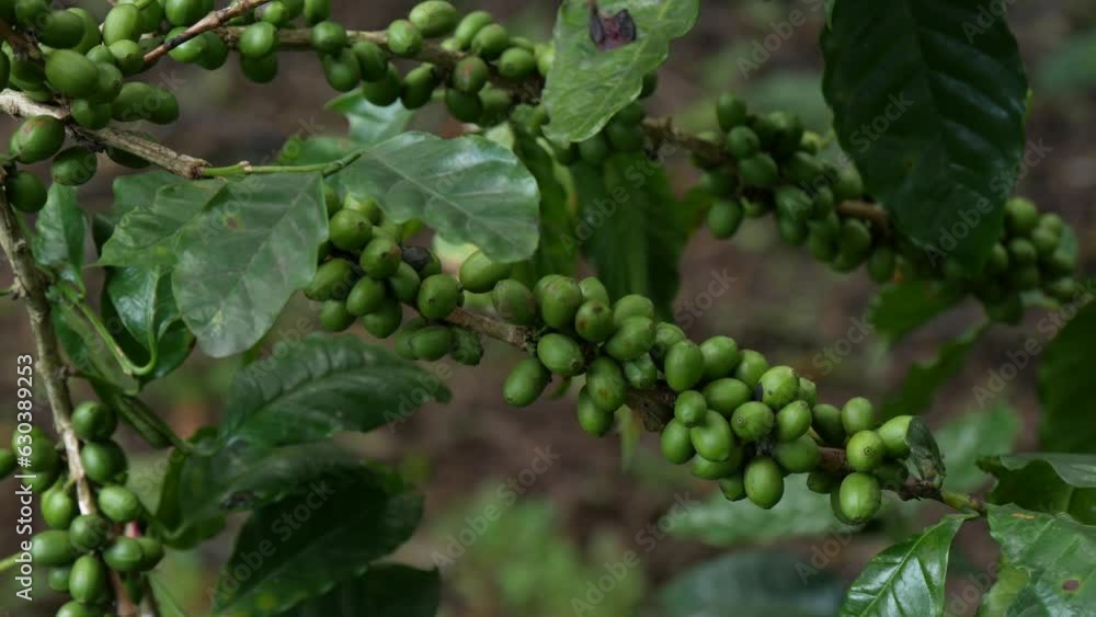 Greenish Coffee beans on tree. close up static shot of coffee bean Plant Greenish Coffee beans on tree. close up static shot of coffee bean Plant