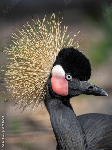 Grey crowned crane on a blurred background