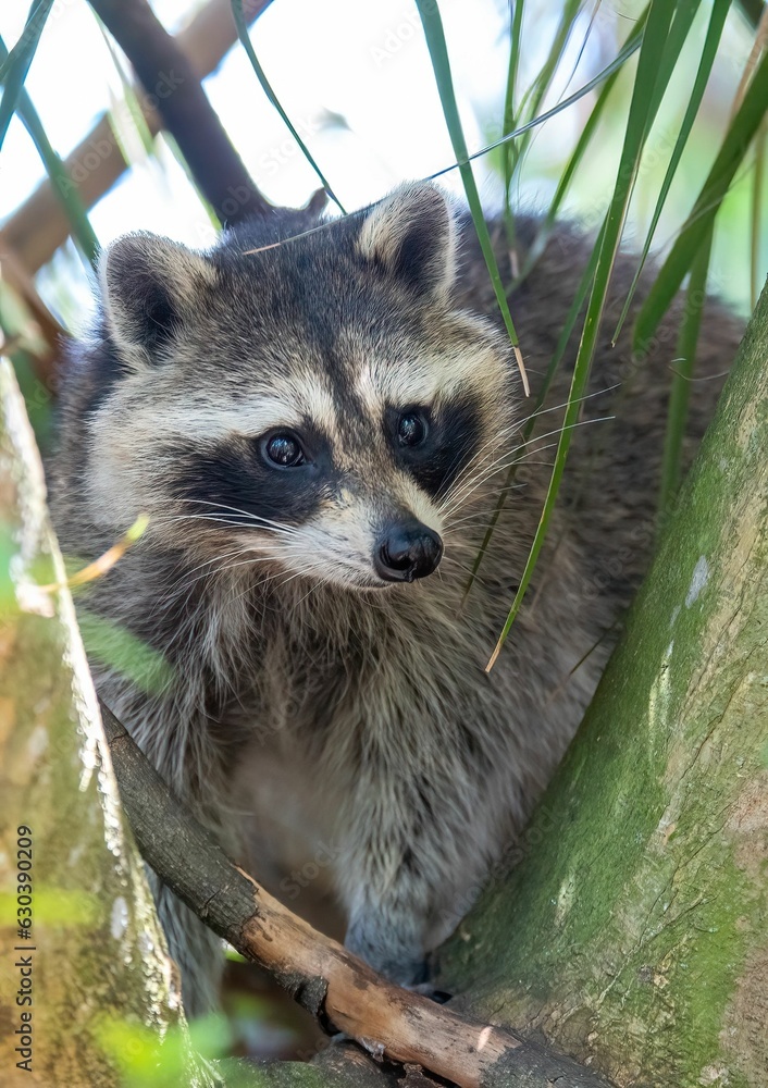 Raccoon peering out from behind the tall branches of a tree
