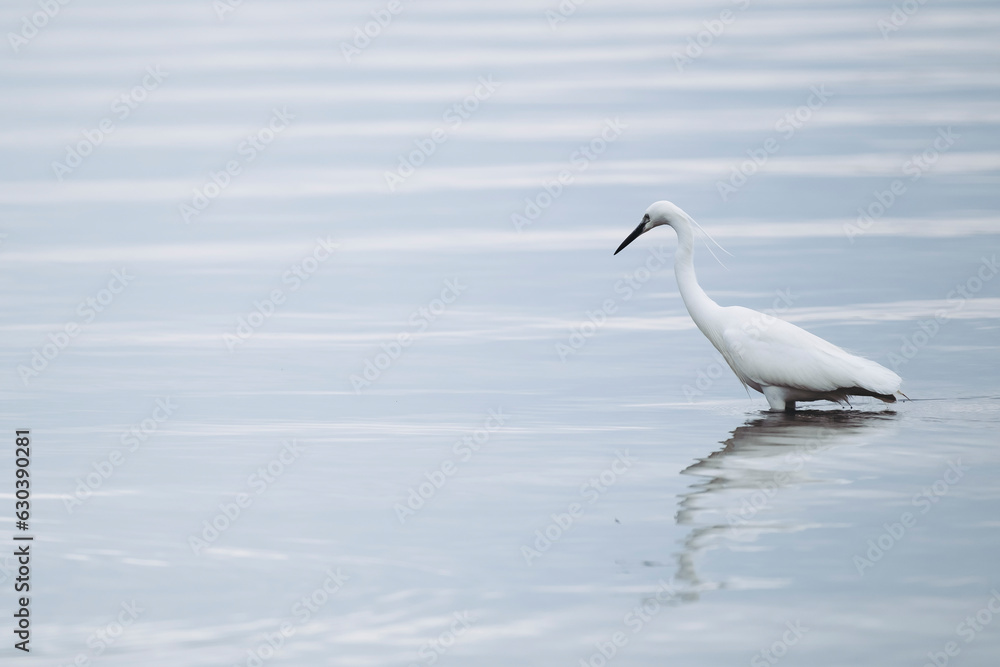 Portrait d'un oiseau aigrette blanche dans la mer Portrait d'un oiseau aigrette blanche dans la mer