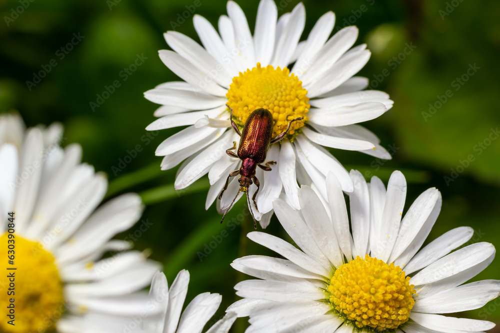 An aquatic leaf-beetle with long antennae Donacia reticulata, Family Chysomelidae An aquatic leaf-beetle with long antennae Donacia reticulata, Family Chysomelidae