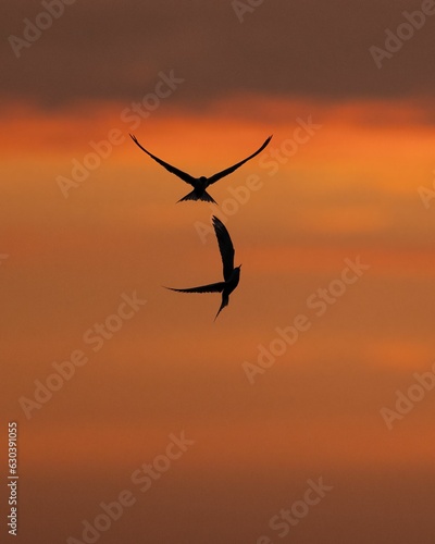 Pair of common tern (Sterna hirundo) birds soar through an orange sky illuminated by the sunset