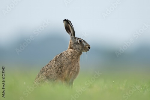 Large brown European hare (Lepus europaeus) standing on a lush green field of grass © Thomasbal81/Wirestock Creators