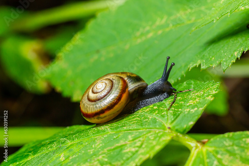 Oxychilus alliarius , commonly known as the garlic snail or garlic glass-snail