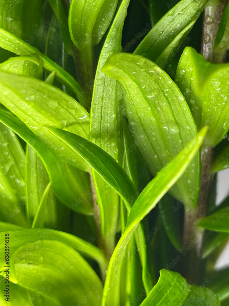 Fototapeta premium close up of green leaves with water drop