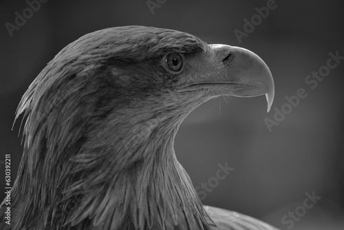 Close-up of an eagle in grayscale