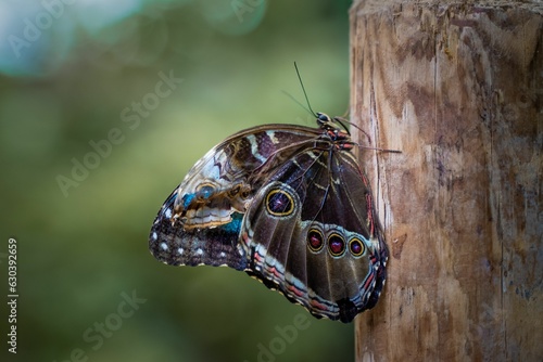 Canvas Print Close-up of a common morpho (Morpho peleides) butterfly perched on a branch