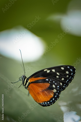 Vibrant orange Tithorea butterfly perched atop a lush green leaf in a vibrant garden setting