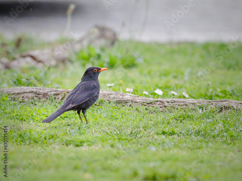 Common blackbird on the grass