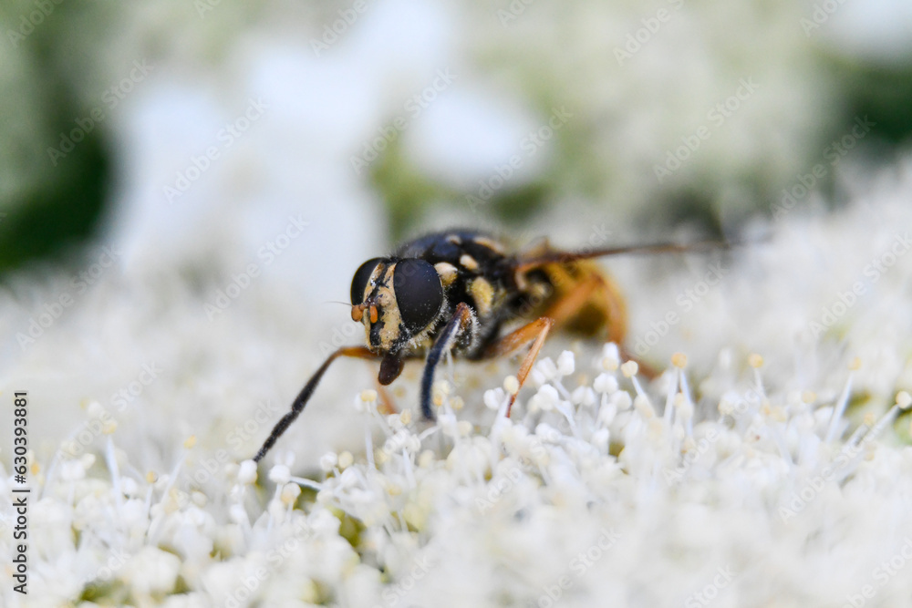 close-up of a wasp on a hydragee flower close-up of a wasp on a hydragee flower