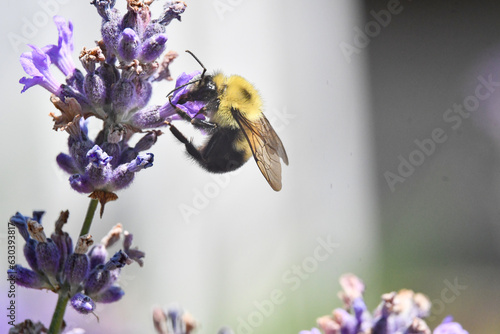 close-up of the bumblebee of a lavender flower