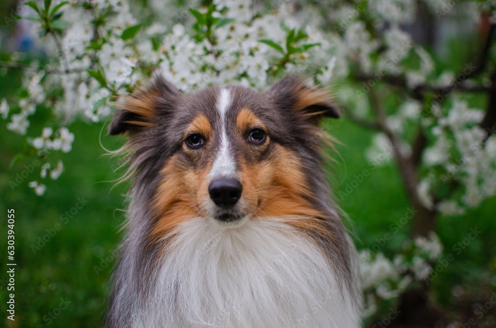 Cute tricolor dog sheltie with heterochromia eyes with cherry flowers on the spring tree. Shetland sheepdog with white blossoms