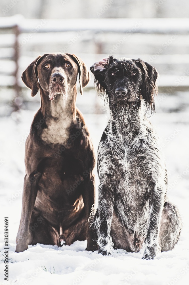 German short-haired pointer and a german wire-haired pointer sitting in the snow on a sunny day