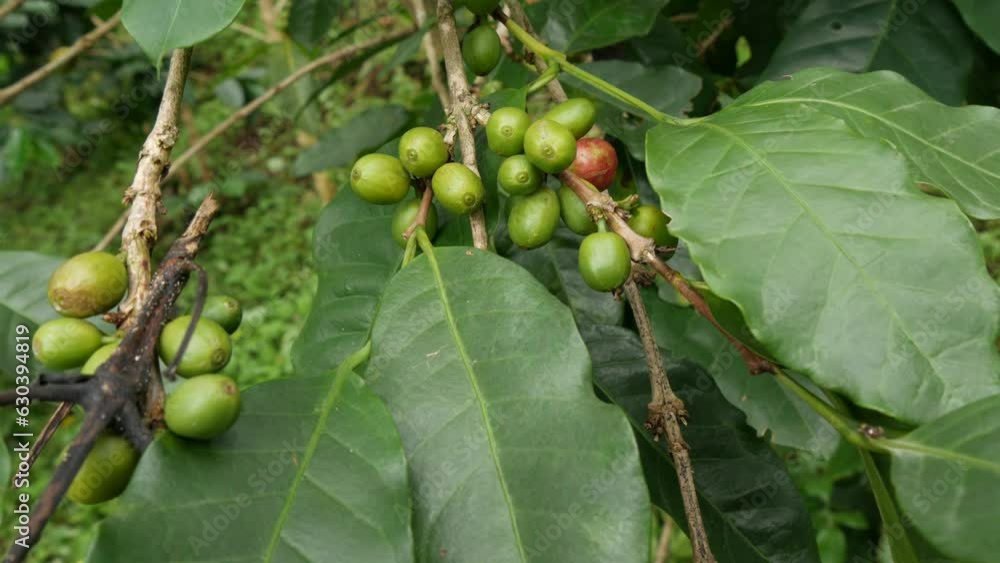 Coffee beans on tree branch. coffee tree Coffee beans on tree branch. coffee tree