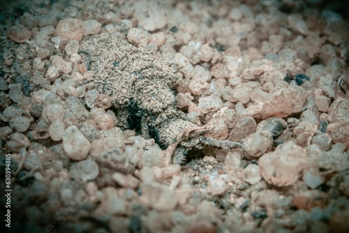 Macro shot of an antlion or doodlebug larva photo