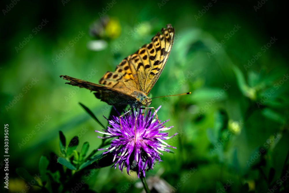 Argynnis paphia perching on plant Argynnis paphia perching on plant