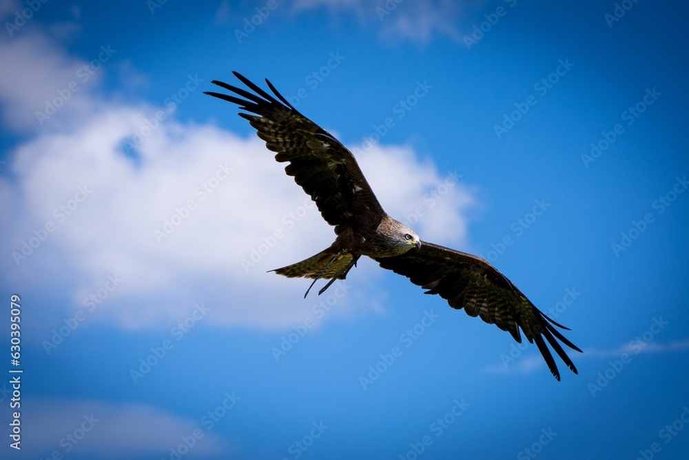 Obraz premium Bald eagle flying in blue sky