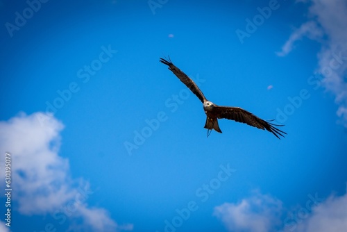 Bald eagle flying in blue sky