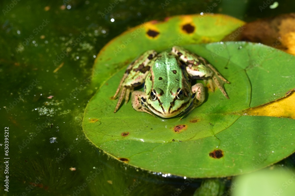 Close-up of a green frog floating lily pad in the pond Close-up of a green frog floating lily pad in the pond