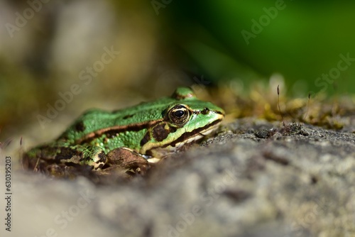 Close-up of a green Marsh frog perched atop a rock