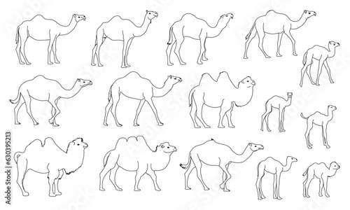Camel line drawing set on white background  vector  isolated. Camel  symbol of the desert. vector illustration