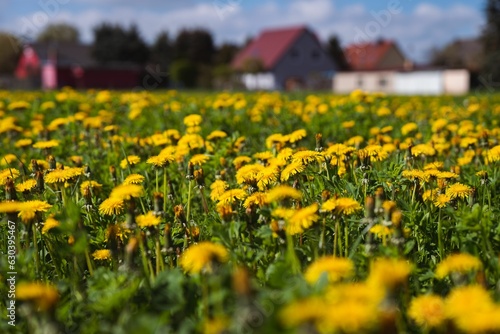 Fototapeta Naklejka Na Ścianę i Meble -  Vibrant yellow field of dandelions basking in the sunshine on a sunny summer day