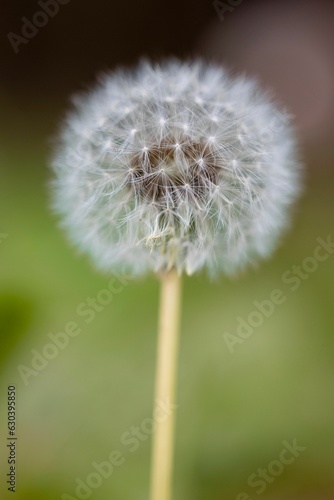 Closeup shot of a white dandelion seed head with its puffy seed pods.