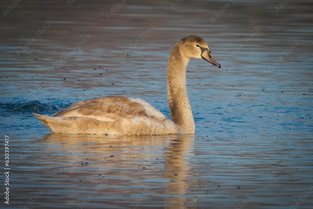 Fototapeta premium Cygnet Swan Gracefully Swimming in Lake