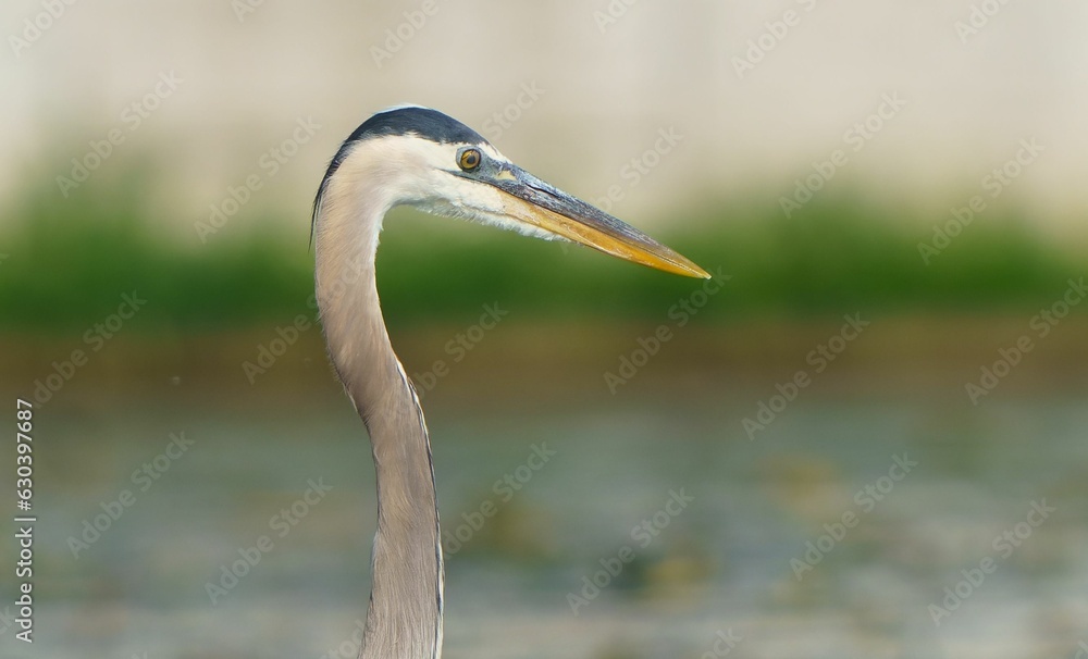 Majestic Great Blue Heron Imposing over Lake Majestic Great Blue Heron Imposing over Lake