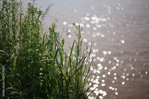 Foto tall green plants growing near the water's edge with sparkling sunlight