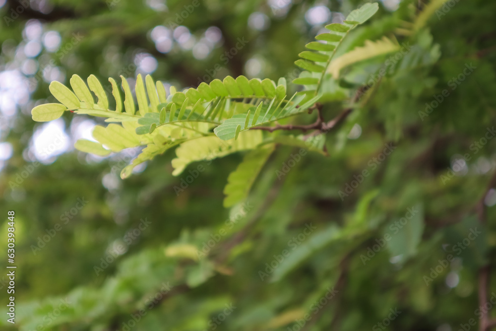 Green tamarind leaves on tree in the garden, nature background