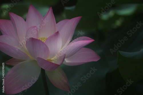 Close-up of a vibrant pink Nut-bearing lotus (Nelumbo nucifera) flower against green leaves