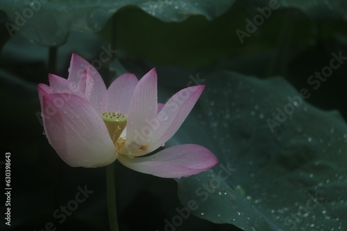 Close-up of a vibrant pink Nut-bearing lotus (Nelumbo nucifera) flower against green leaves