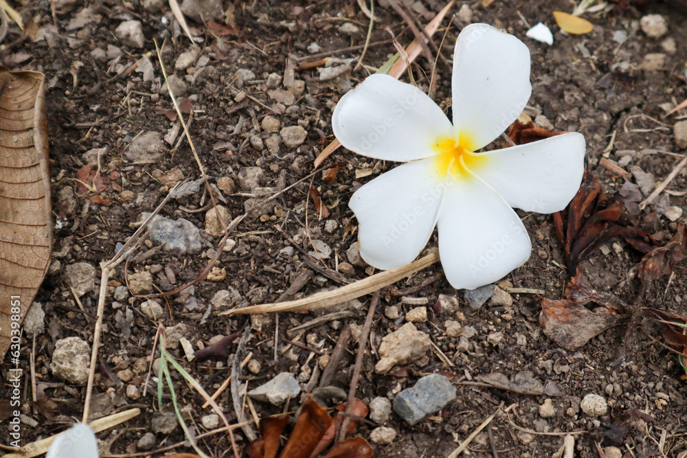 Plumeria flower and leaf on the ground in the garden. Plumeria flower and leaf on the ground in the garden.