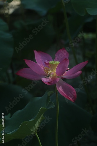Close-up of a vibrant pink Nut-bearing lotus  Nelumbo nucifera  flower against green foliage