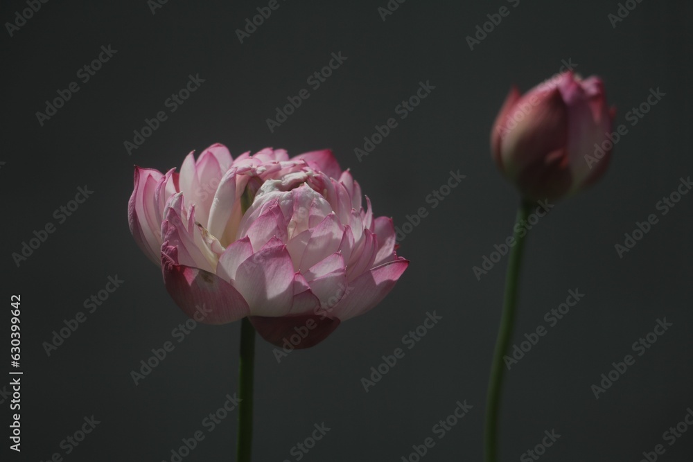 Closeup shot of a delicate pink lotus flower with green leaves in the background. Closeup shot of a delicate pink lotus flower with green leaves in the background.