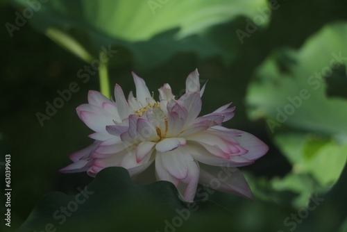 Closeup shot of a delicate pink lotus flower with green leaves in the background.