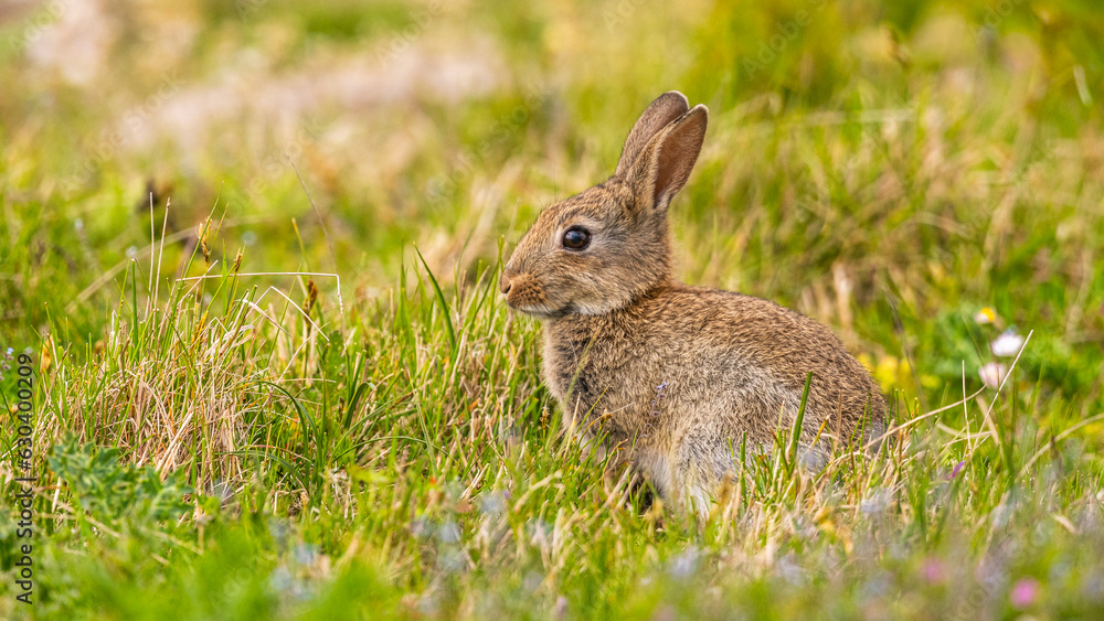Lapin de garenne ou Lapin commun (Oryctolagus cuniculus) Lapin de garenne ou Lapin commun (Oryctolagus cuniculus)